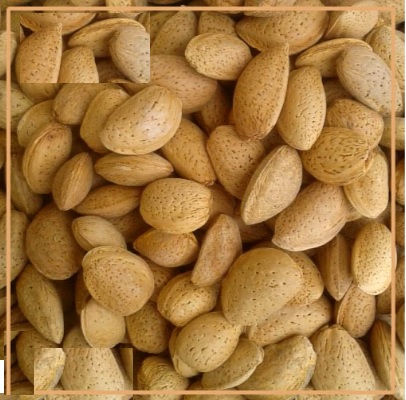 تصویر 3 از قیمت بادام درختی ریز با ارائه ارزان